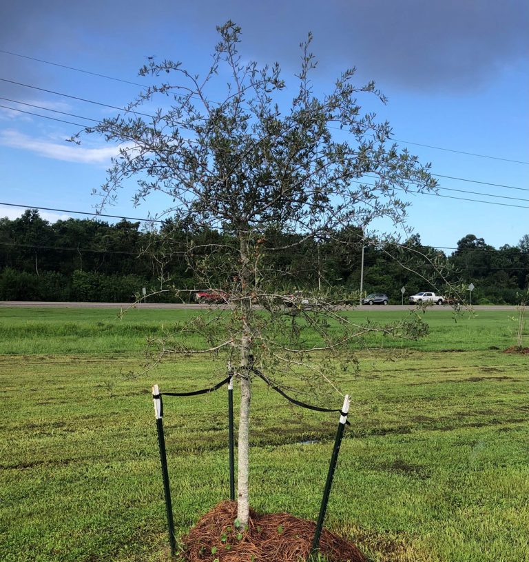 CB GARDENS 8 768x815