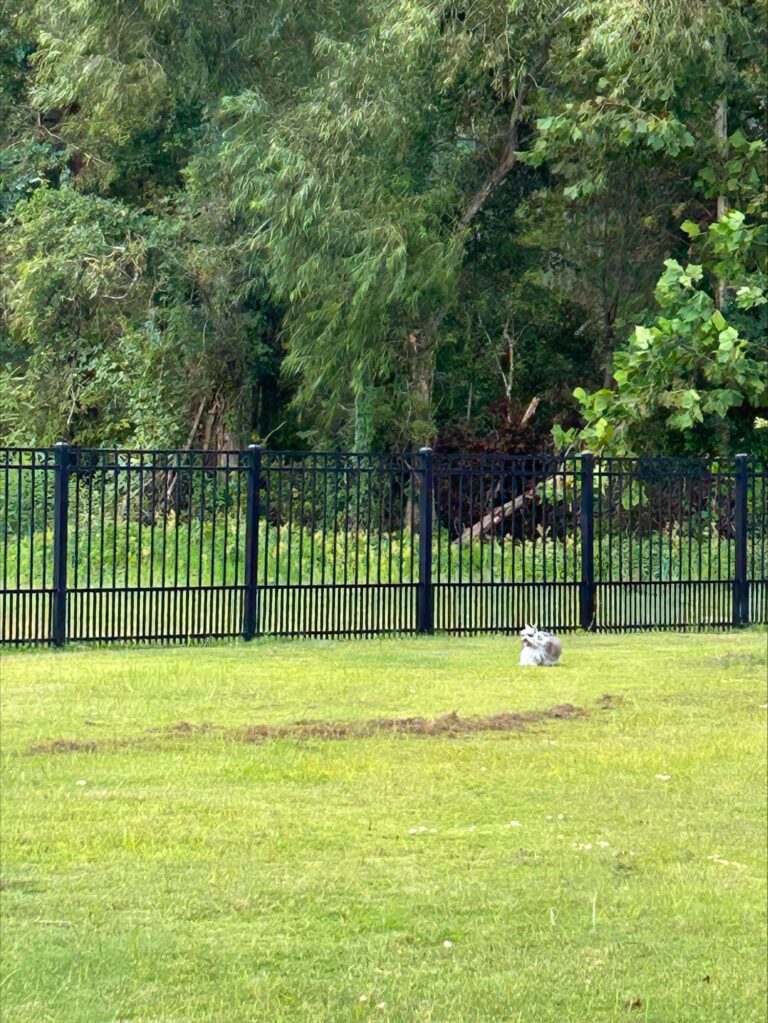 processed 6845A389 F81A 493A A9DB F7D3BE4F44E0 3EC4ECD5 62E3 450C 8DA2 A04B3255EFB7 768x1023