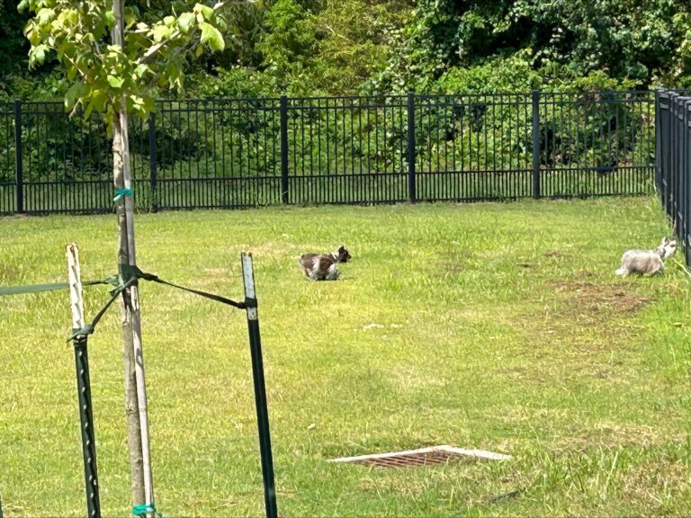 processed 8F71789C BF88 4BA3 A83F 7E6DD1D62540 4433FAEF FD92 4DB1 BBE3 C34644ECE773 768x576